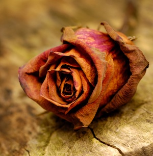 Death of a family breadwinner